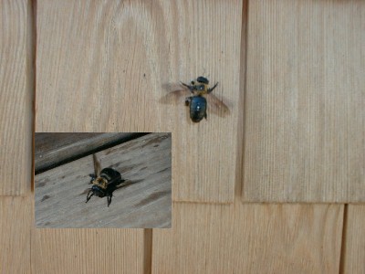 Carpenter Bees on wood.