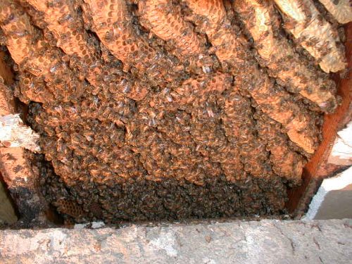 Honeybee colony in wall.
