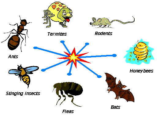 Choose your Pest category here.