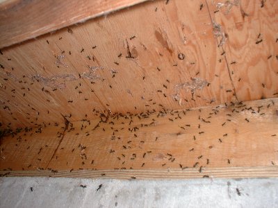 Carpenter Ants in house.