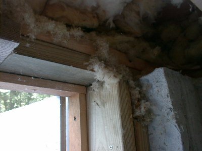 Carpenter Ant "chewed" insulation.
