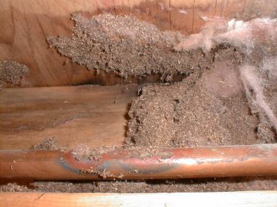 Carpenter Ant sawdust in wall.