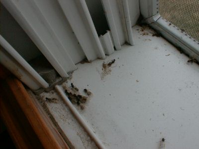 Winged Ants inside window.