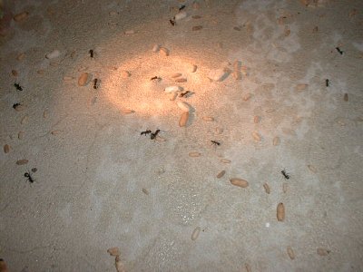 Carpenter Ants with Pupae.
