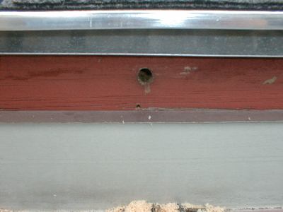 Carpenter Bee hole.