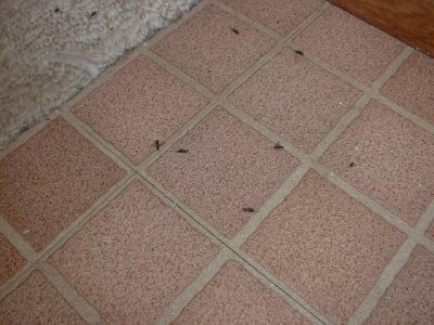 Winged ants on floor.
