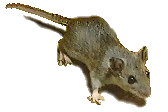 picture of a mouse