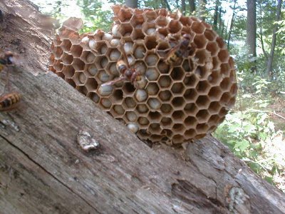 European Hornets Nest peice.