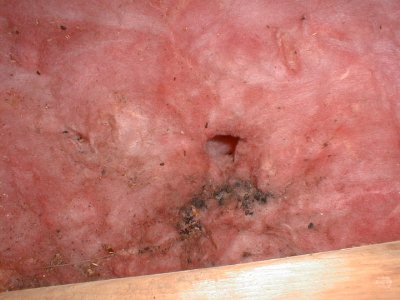 Mouse hole in insulation.