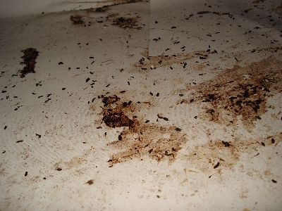Mouse droppings and filth.