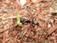 carpenter ant carrying a small caterpillar back to the colony