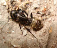 The hairs on the rear-end are the indication that it is a Carpenter Ant