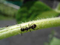 Carpenter Ants in the wild