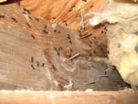 Carpenter Ant colony