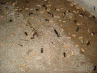 Carpenter Ants with Pupa and Larva