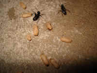 Carpenter Ants with Pupa