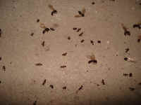 Dead Carpenter Ants