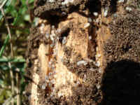 Ants with Larva / Pupa