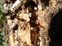 Ants with Larva and Pupa