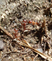 red carpenter ants