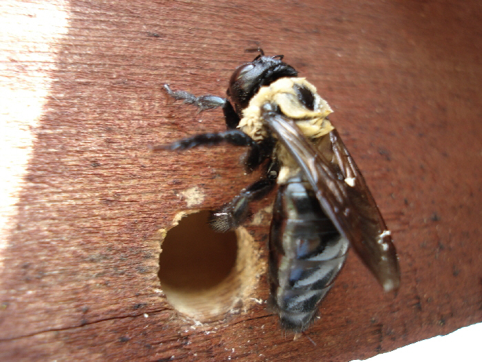Carpenter Bee and hole