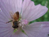 honeybee_on_flower070906_132.jpg (238258 bytes)