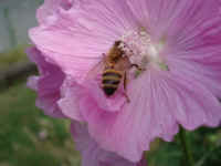 honeybee_on_flower070906_164.jpg (261104 bytes)