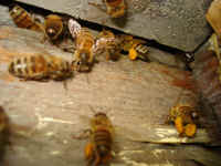 honeybees_remove_set3-061206_004.jpg (421565 bytes)