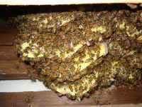 honeybees_remove_set3-061206_015.jpg (584860 bytes)