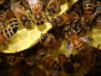 honeybees_remove_set3-061206_016.jpg (419840 bytes)