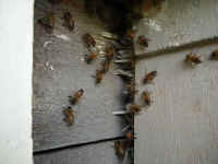 honeybees_remove_set3-061206_021.jpg (450758 bytes)