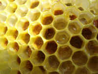 honeybees_remove_set3-061206_032.jpg (357189 bytes)