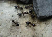 small ants
