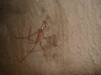 Long-bodied Cellar Spider
