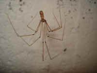 Long bodied Cellar Spider