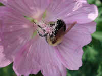 bumblebee_on_flower070906171.jpg (264516 bytes)