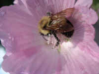bumblebee_on_flower070906_168.jpg (248439 bytes)