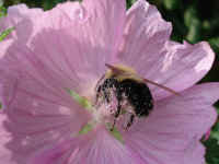 bumblebee_on_flower070906_170.jpg (275672 bytes)