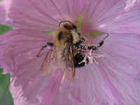 bumblebee_on_flower070906_172.jpg (266750 bytes)