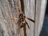 Paper Wasp Type collecting paper to build their nest