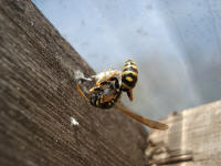 Paper Wasp building it's nest.