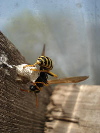 Paper wasp beginning a nest.