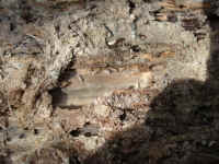 Termites infesting wood