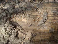 Subterranean Termite Workers