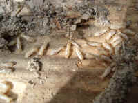 Termite workers eating wood