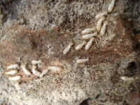 Subterranean Termite Workers