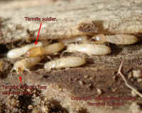 Termites in wood close-up