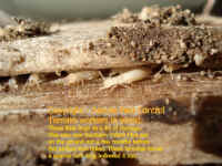 Termite workers eating wood