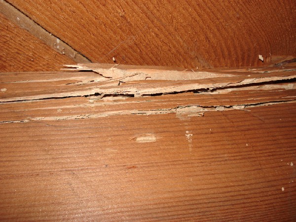 Picture of termite damage.