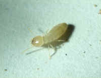 Subterranean Termite Worker